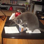 Blanding af racer Nomi