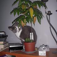 Blanding af racer Nomi