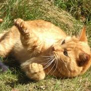 Huskat Cookie <3 Dræberdyret xD <3