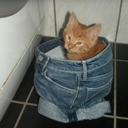 Huskat Cookie <3 Dræberdyret xD <3