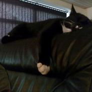 Blanding af racer mikkel