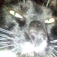 Blanding af racer mikkel