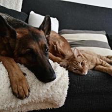 Blanding af racer Zeus