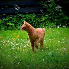 Blanding af racer Zeus