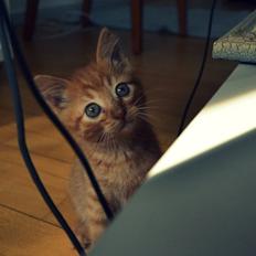 Blanding af racer Zeus