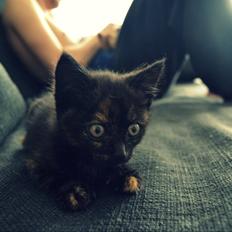 Blanding af racer Lille My