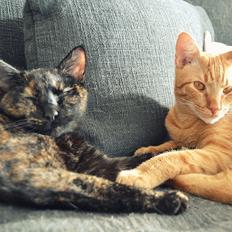 Blanding af racer Lille My