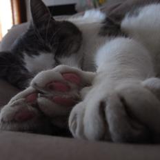 Blanding af racer Baghera