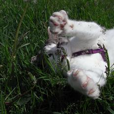 Blanding af racer Baghera