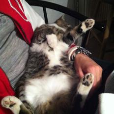 Huskat Daisy *Kitty* <3