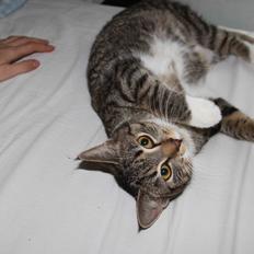 Huskat Daisy *Kitty* <3