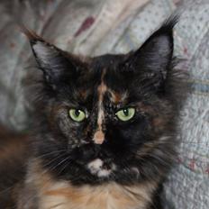 Maine Coon Tukenja'S Denise