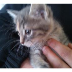 Blanding af racer Zika