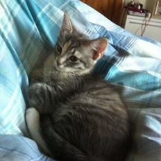 Blanding af racer Zika