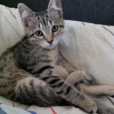 Blanding af racer Nala