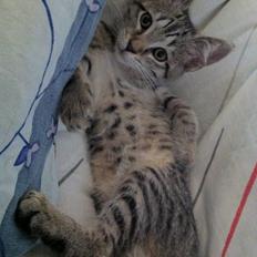 Blanding af racer Nala