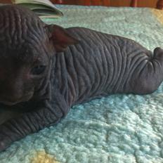 Sphynx Siff