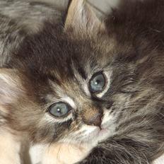 Blanding af racer Ruby