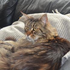 Maine Coon Ludwig