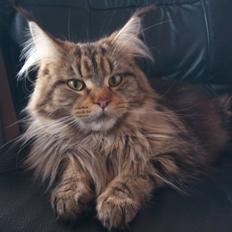 Maine Coon Caja