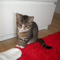 Huskat Katie † Sov sødt †