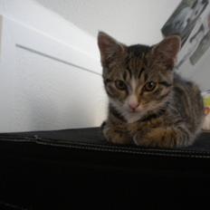 Huskat Katie † Sov sødt †