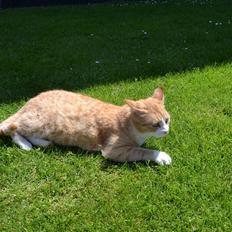 Blanding af racer Garfield