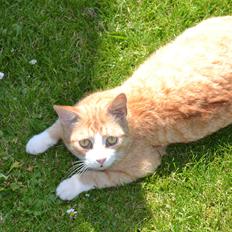 Blanding af racer Garfield