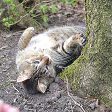 Blanding af racer Nala