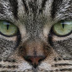 Blanding af racer Mærkli