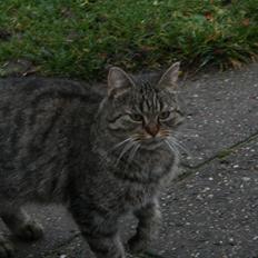 Blanding af racer Mærkli