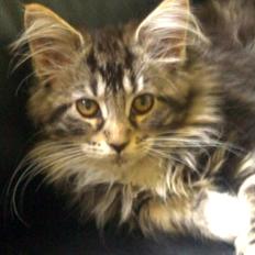Maine Coon Duchess