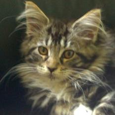 Maine Coon Duchess