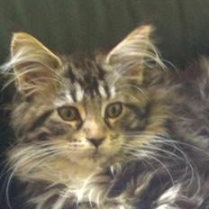 Maine Coon Duchess