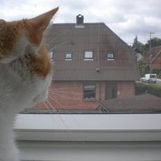 Huskat Felix † Sov sødt †