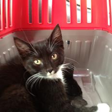 Blanding af racer Intet navn endnu