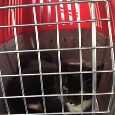 Blanding af racer Intet navn endnu