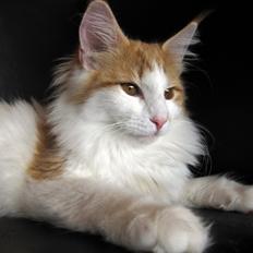 Norsk Skovkat DK*Nemador's Aurora