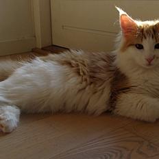 Norsk Skovkat DK*Nemador's Aurora