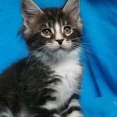 Maine Coon Dk. Boromir Secret Lover