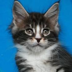 Maine Coon Dk. Boromir Secret Lover