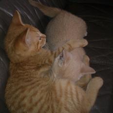 Huskat Supermand *solgt*