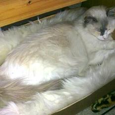 Ragdoll Misja