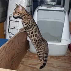 Bengal Lank`s Vanilla