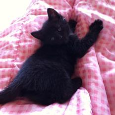 Blanding af racer Batman