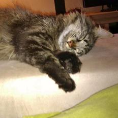 Blanding af racer Bobbi