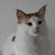 Norsk Skovkat DK Rebi Cats Xavi