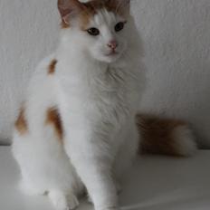 Norsk Skovkat DK Rebi Cats Xavi