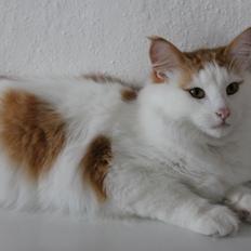 Norsk Skovkat DK Rebi Cats Xavi