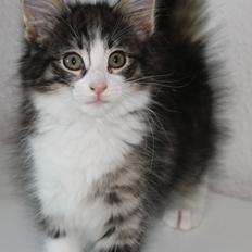 Norsk Skovkat DK Makawee's Tutti-Fruitti